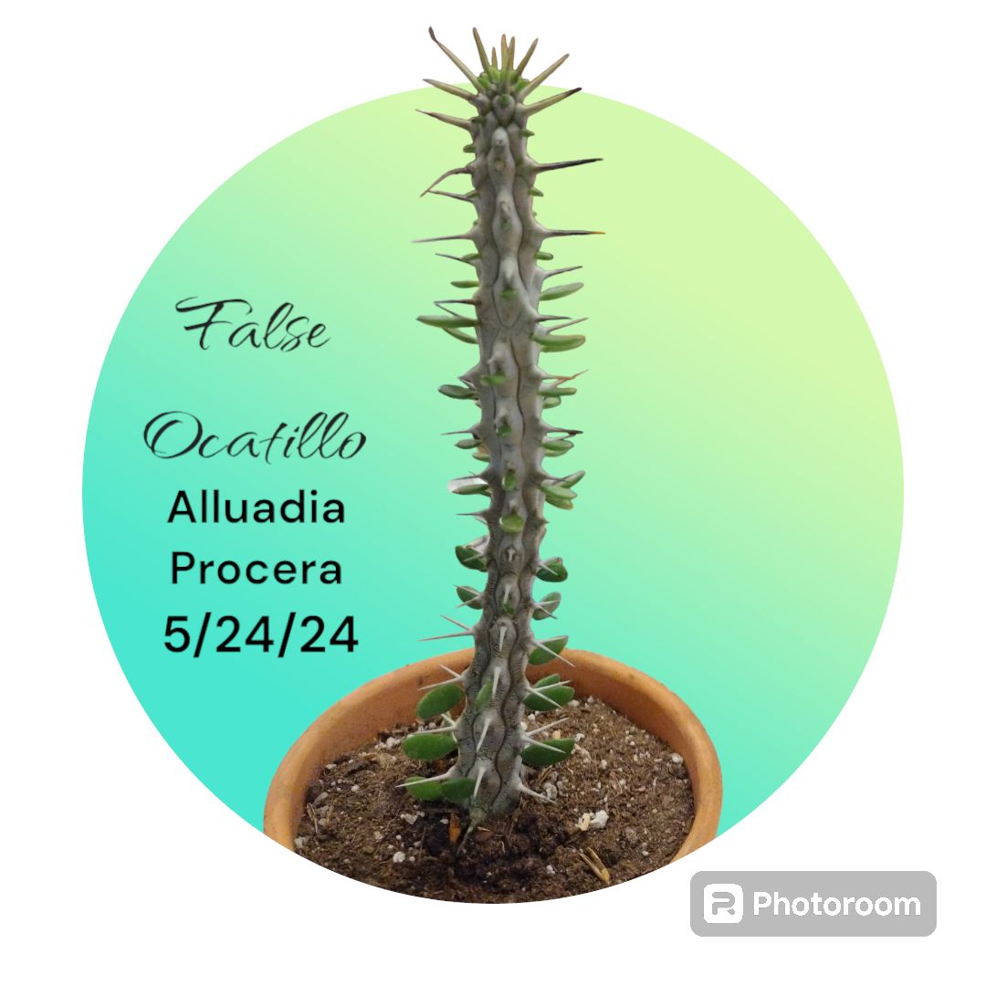 Photo of the plant species Octopus Tree by @UltraKoreanfir named Spikey on Greg, the plant care app