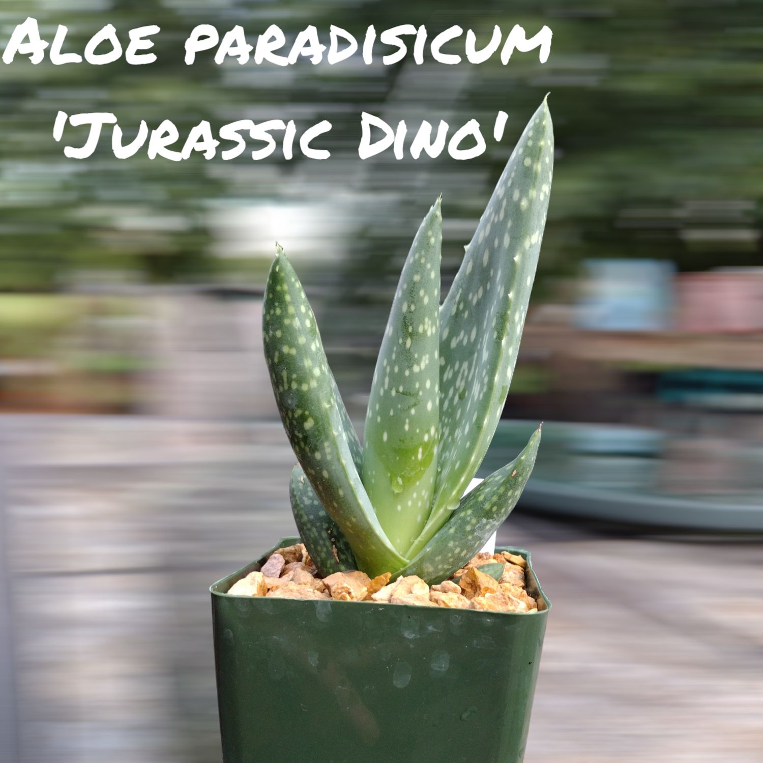 Photo of the plant species Jurassic Dino by @UltraKoreanfir named Clever Girl on Greg, the plant care app