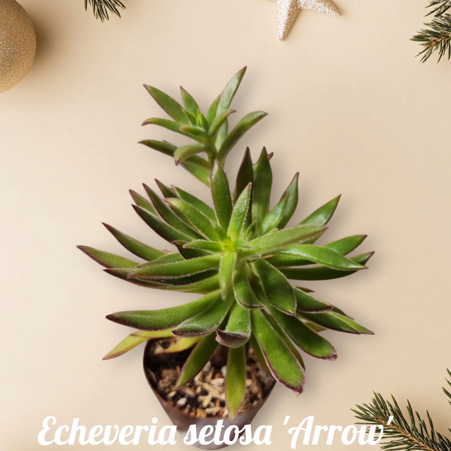 Photo of the plant species Echeveria Arrow by @UltraKoreanfir named Sage on Greg, the plant care app
