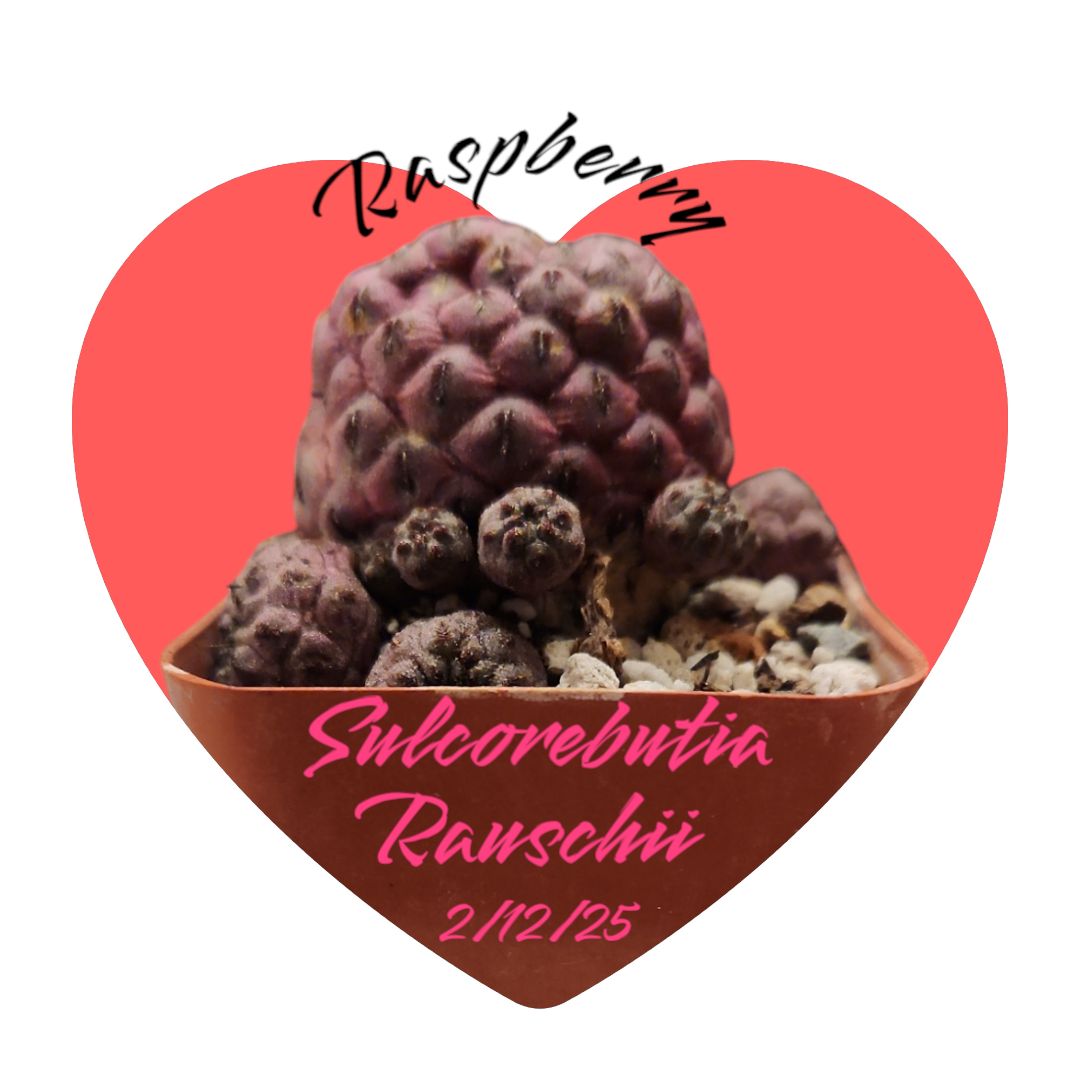Photo of the plant species Sulcorebutia by @UltraKoreanfir named Raspberry on Greg, the plant care app