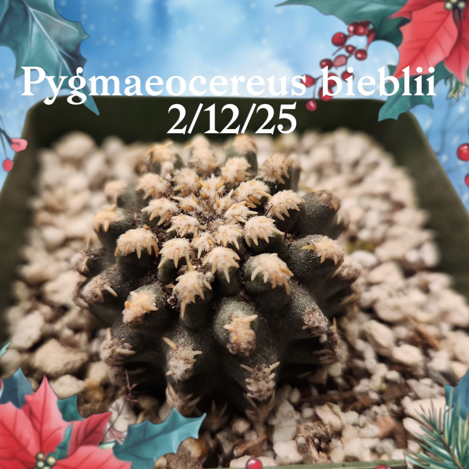 Photo of the plant species Pygmaeocereus by @UltraKoreanfir named Pygmae on Greg, the plant care app