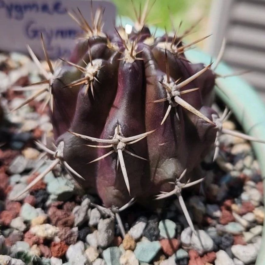 Photo of the plant species Aspillaga's Cactus by @UltraKoreanfir named Nemo on Greg, the plant care app