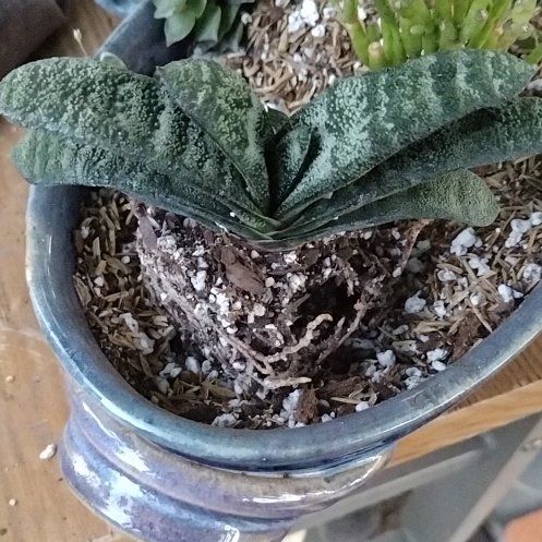 Photo of the plant species Gasteria Batesiana Barberton 'Black Beauty' by @UltraKoreanfir named Orlando Bloom on Greg, the plant care app
