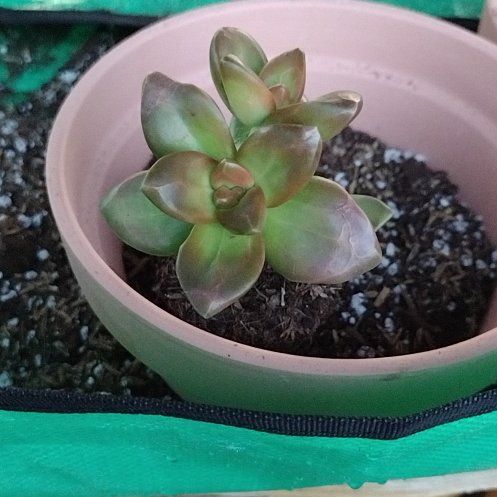 Photo of the plant species Lime Gold Sedum by @UltraKoreanfir named Achilles on Greg, the plant care app