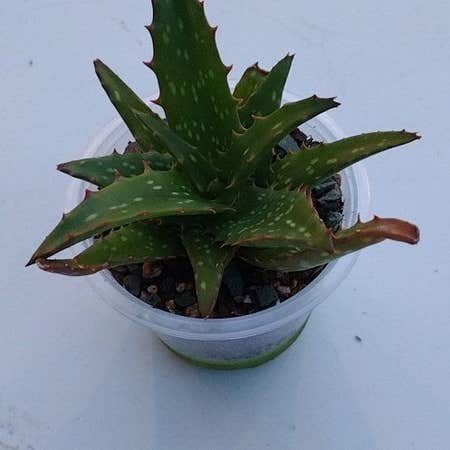 Photo of the plant species Aloe Night Sky by @UltraKoreanfir named Oscar on Greg, the plant care app