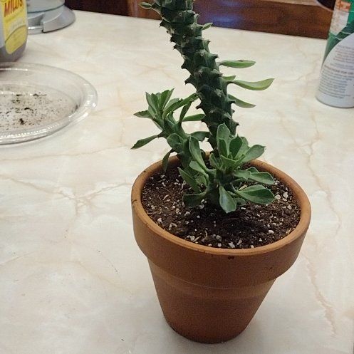 Photo of the plant species Euphorbia heteropodum by @UltraKoreanfir named Eugene on Greg, the plant care app