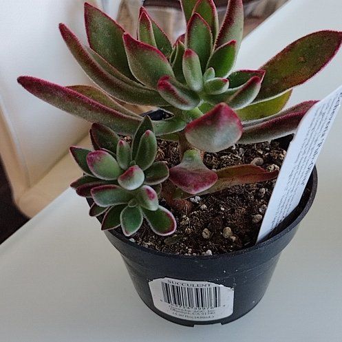 Photo of the plant species Red Echeveria by @UltraKoreanfir named Chenille on Greg, the plant care app
