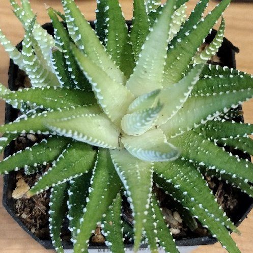 Photo of the plant species Variegated Zebra Plant by @UltraKoreanfir named Snape on Greg, the plant care app