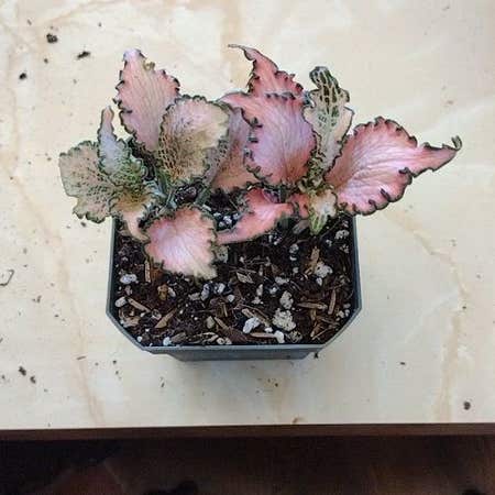 Photo of the plant species Pink Hybrid Nerve Plant by @UltraKoreanfir named P!NK on Greg, the plant care app