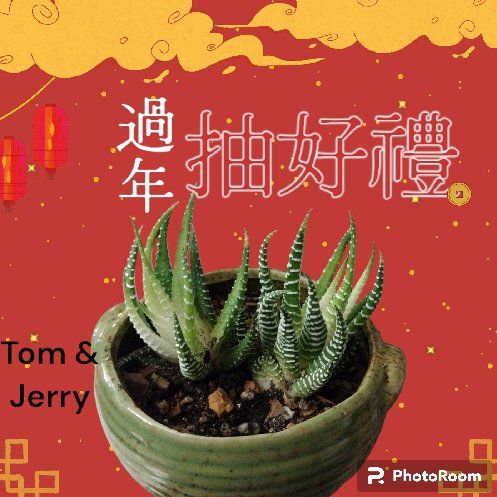 Photo of the plant species Variegated Zebra Plant by @UltraKoreanfir named Tom & Jerry on Greg, the plant care app