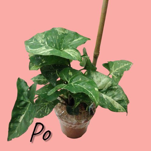 Po