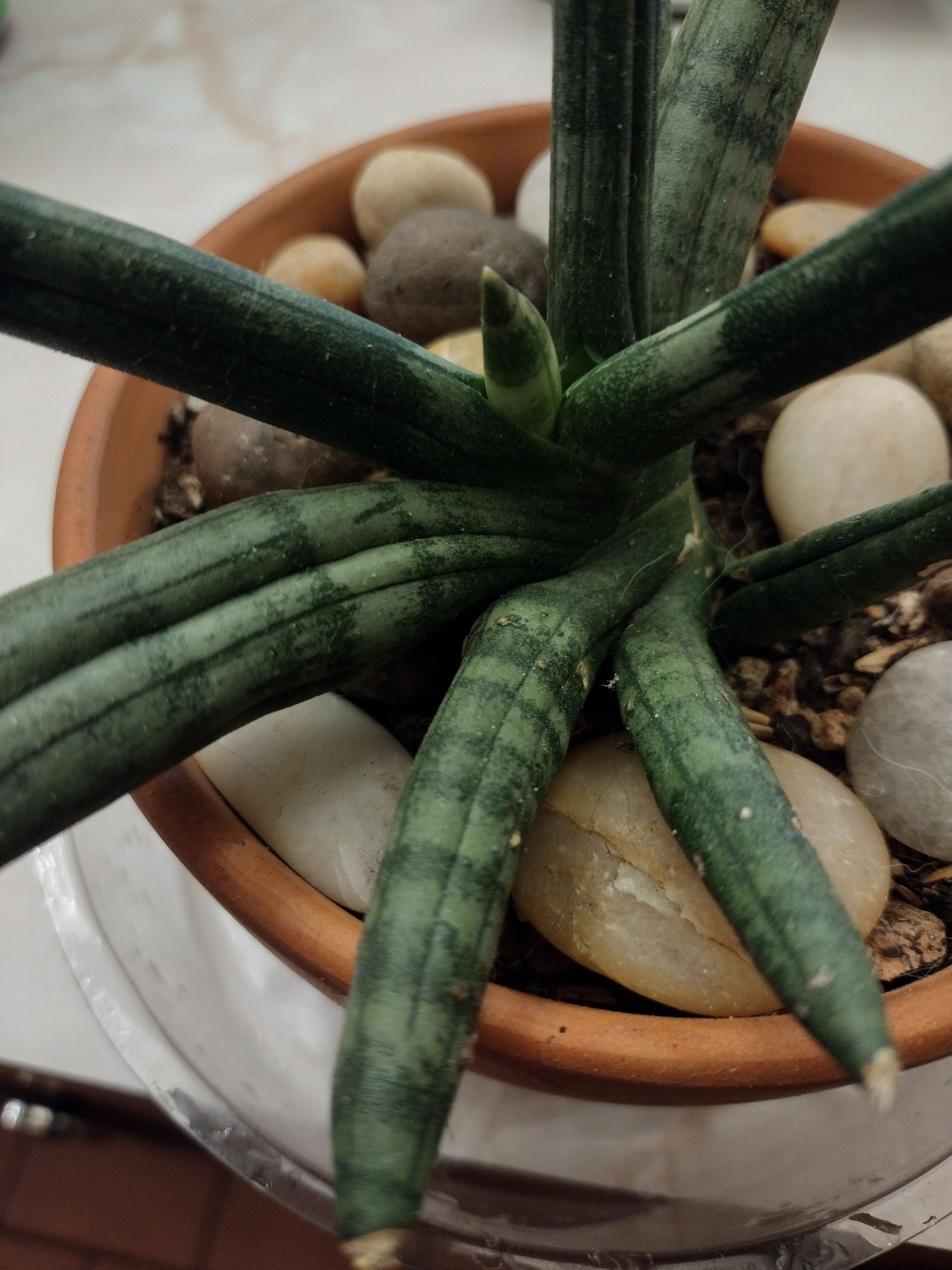 💧 African Spear Plant Care: Preventing and Treating Root Rot