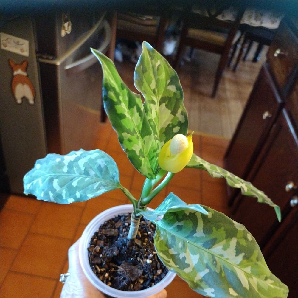 Aglaonema Pictum tricolor | A plant by @LucentPukatea on Greg Aglaonema Pictum tricolor | A plant by @LucentPukatea on Greg