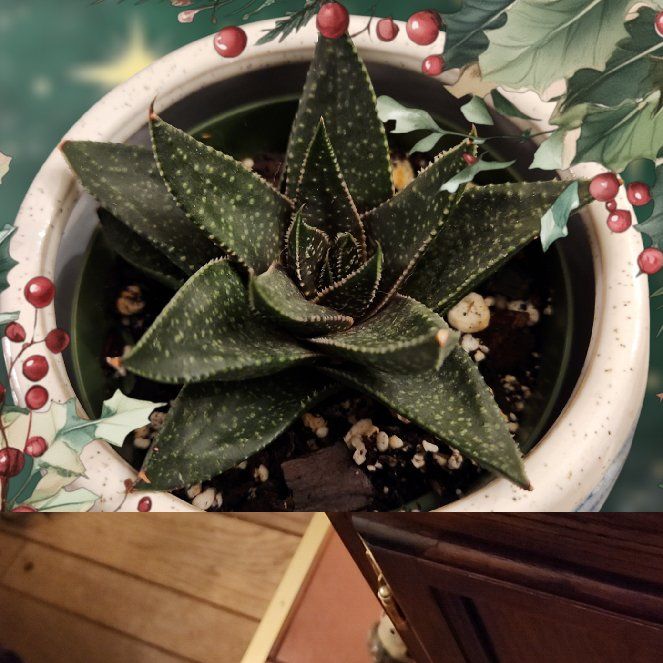 Photo of the plant species Limpopo Gasteraloe by @UltraKoreanfir named Harper on Greg, the plant care app