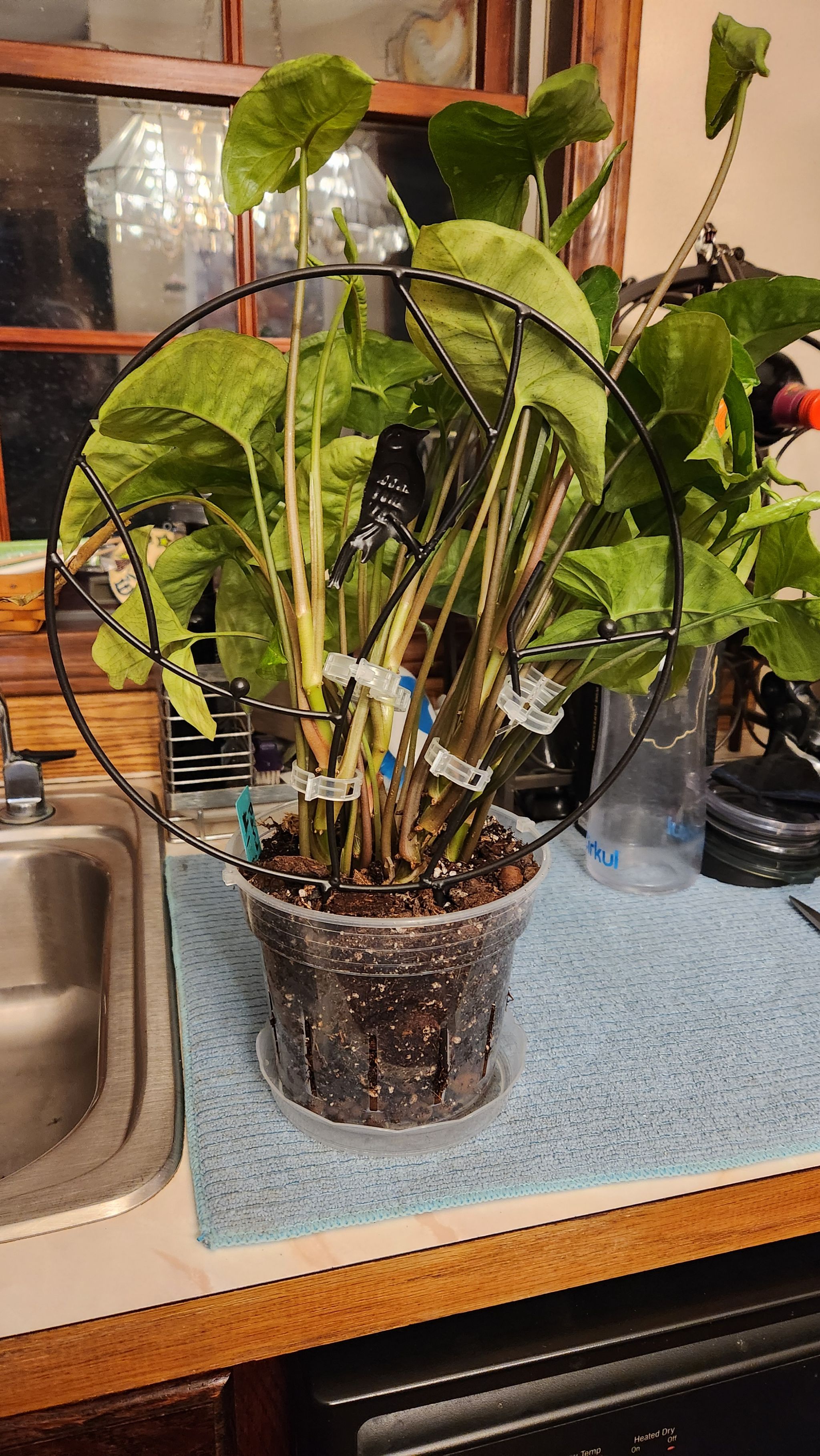 Photo from the post