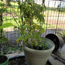 Tomato Plant plant