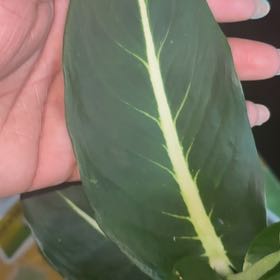 Photo of the plant species Green Magic Dumb Cane by @Botanicalgarden named Austen on Greg, the plant care app
