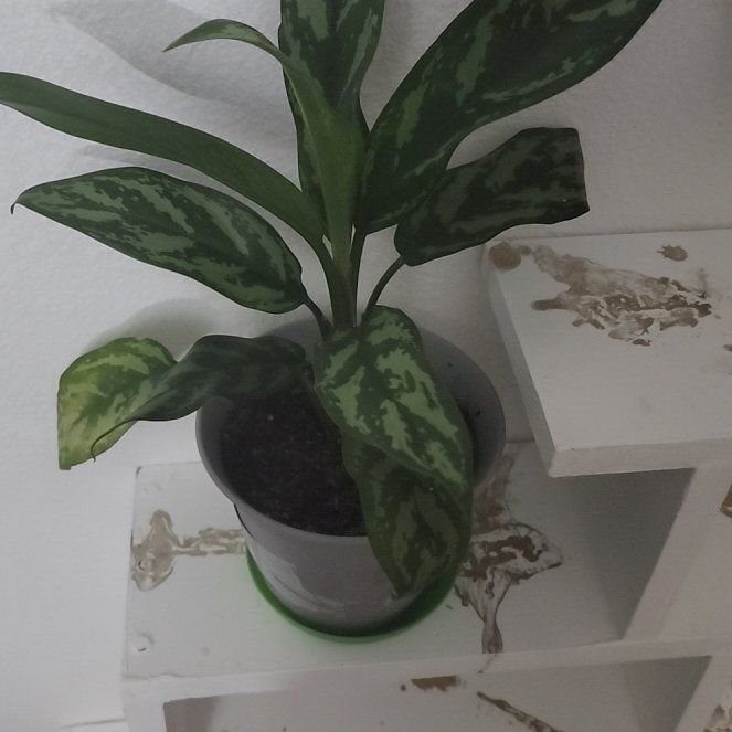 Photo of the plant species Chinese Evergreen Mary Ann by @ExemplaryMiro named Morgan Treeman on Greg, the plant care app