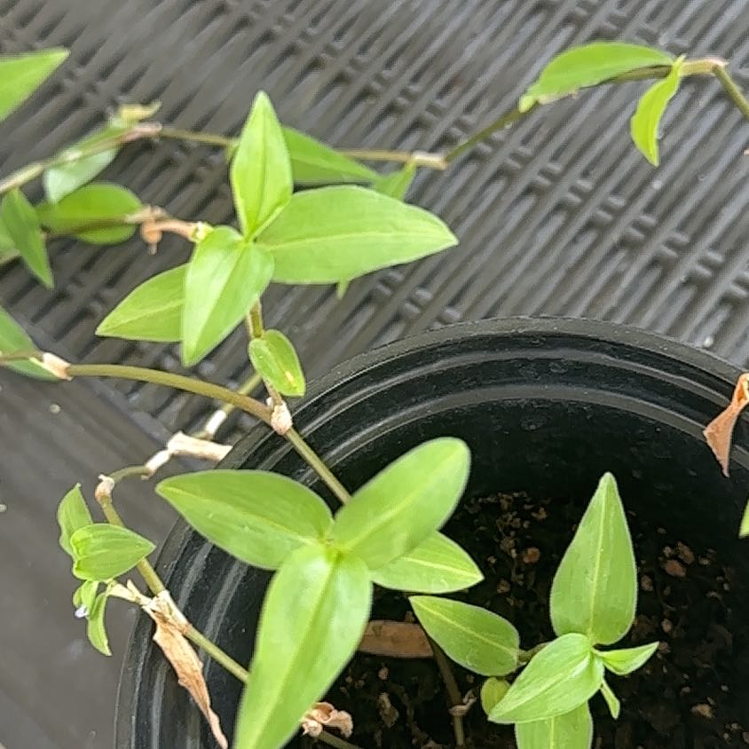 Photo of the plant species Asiatic Dayflower by @Plantmom4444 named Asia on Greg, the plant care app
