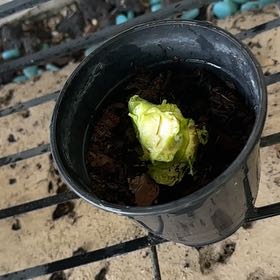 Photo of the plant species Collard Greens by @Plantmom4444 named Collards on Greg, the plant care app