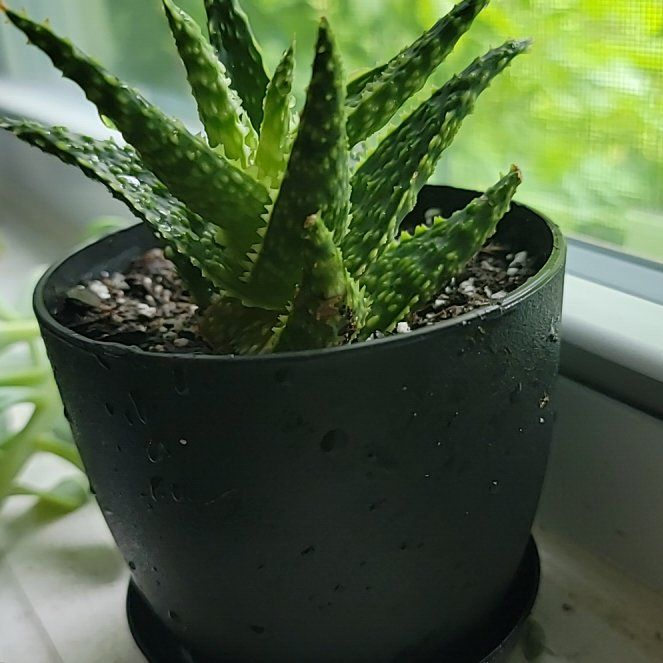 Photo of the plant species Carmine Aloe by @FlipHyperion524 named Duke on Greg, the plant care app