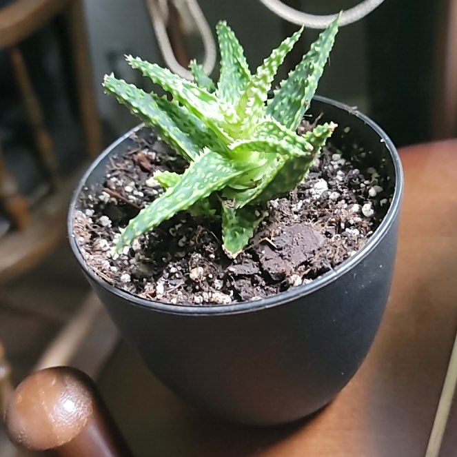 Photo of the plant species Carmine Aloe by @FlipHyperion524 named Spike on Greg, the plant care app