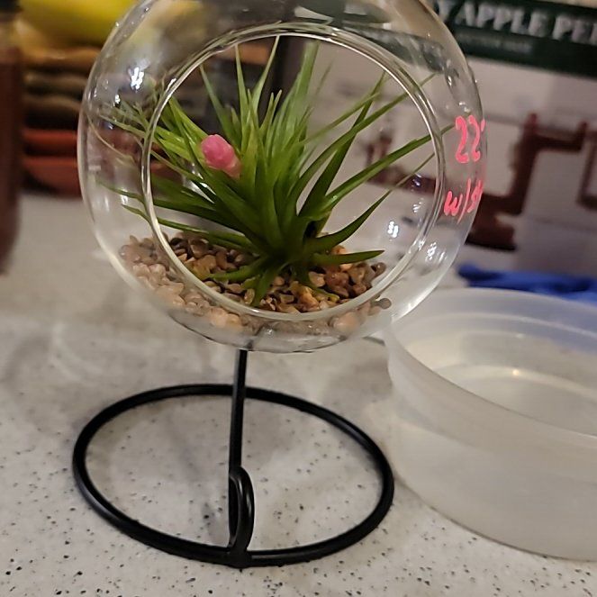 Photo of the plant species Tillandsia 'Emerald Forest' by @FlipHyperion524 named Elle on Greg, the plant care app