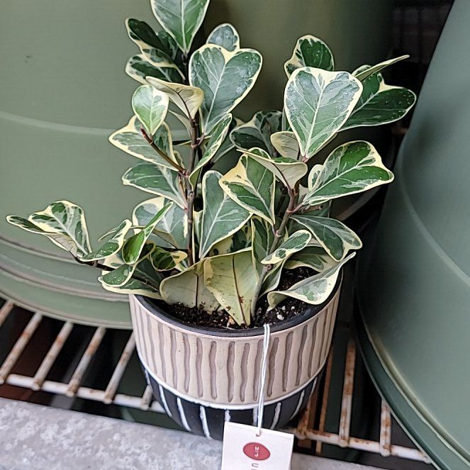 Photo of the plant species Variegated Heart Leaf Ficus by @FlipHyperion524 named Gobi on Greg, the plant care app