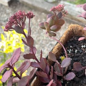 Photo of the plant species Sunsparkler Sedum by @SelfstarterRuby named Wall-E on Greg, the plant care app