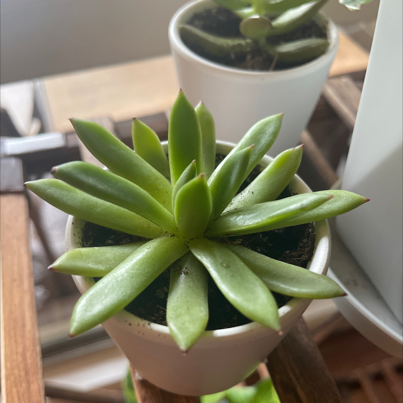 Photo of the plant species Echeveria Spruce Oliver by @AffluentAlula named Spike Leaf on Greg, the plant care app