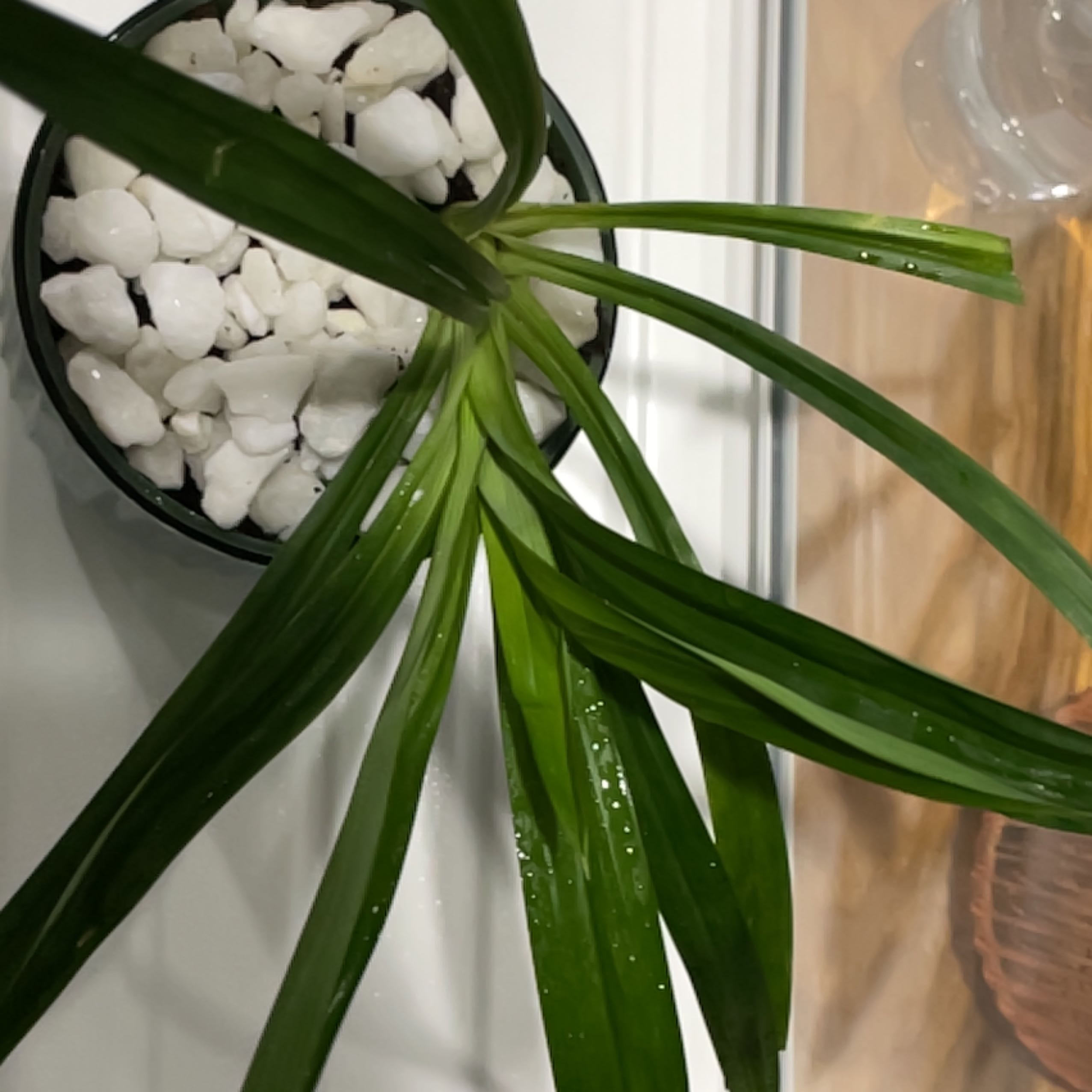 Pandan plant with long, narrow green leaves in a pot with white stones.