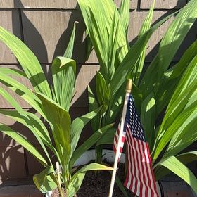 Photo of the plant species Crocosmia 'Prince of Orange' by @ZestyMakole named Huck on Greg, the plant care app