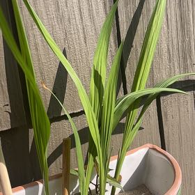 Photo of the plant species Crocosmia 'Prince of Orange' by @ZestyMakole named Lucy on Greg, the plant care app