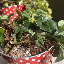 California Strawberry plant
