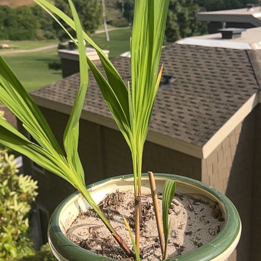Photo of the plant species Crocosmia 'Prince of Orange' by @ZestyMakole named Tolkien on Greg, the plant care app