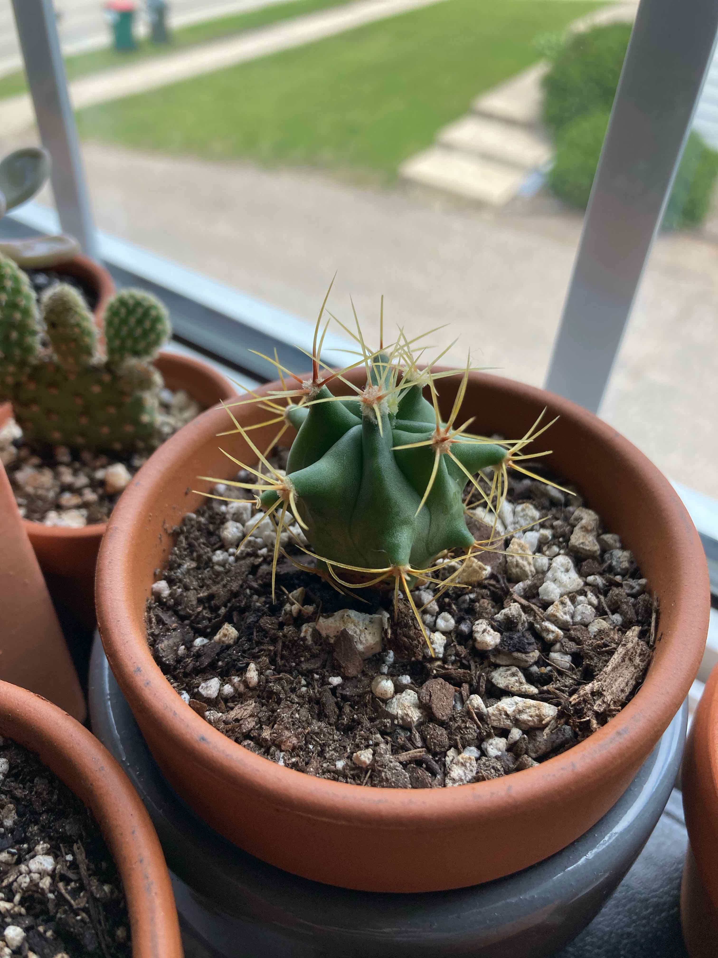 Sonora Barrel cactus in a terracotta pot with visible soil, appears healthy.