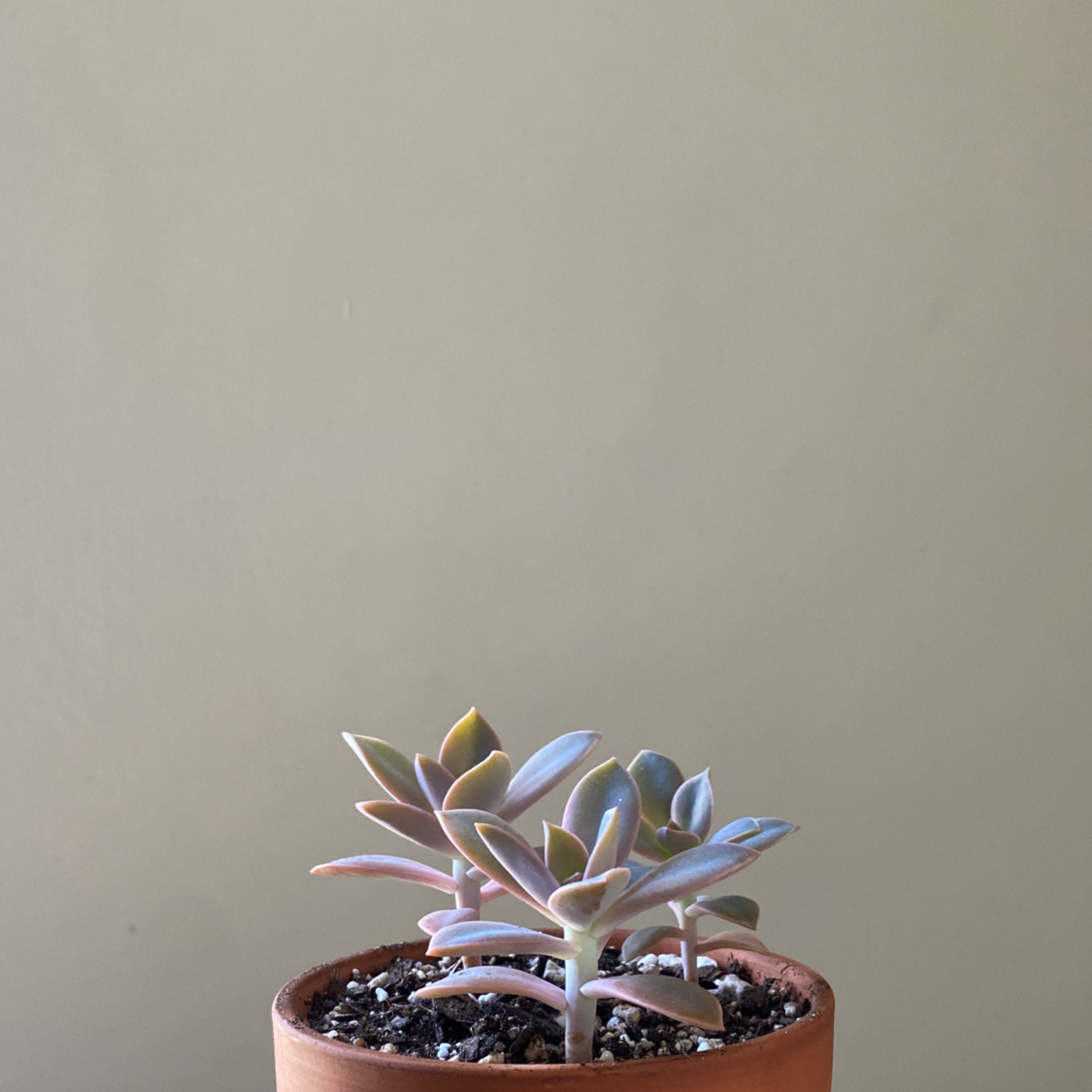 Photo of the plant species Graptoveria 'Fred Ives' by @Magpyy named Fred Ives Basket on Greg, the plant care app