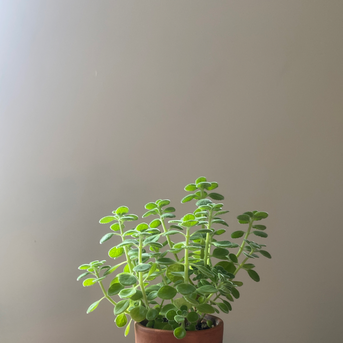 Healthy Mexican Mint plant in a pot with vibrant green leaves.
