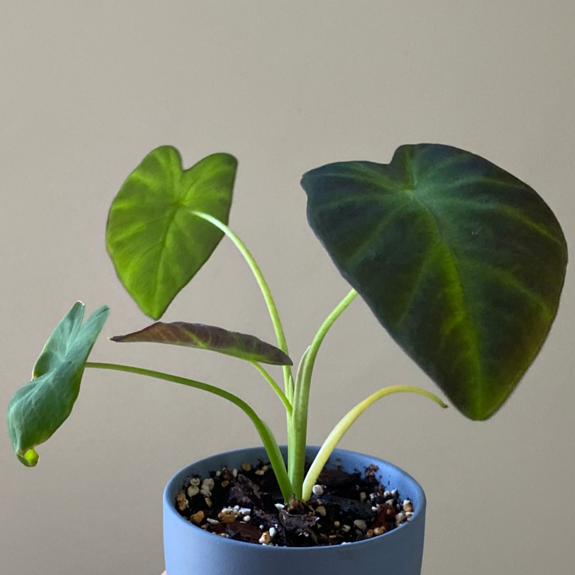 Colocasia 'Black Beauty' plant in a blue pot with healthy leaves and visible soil.
