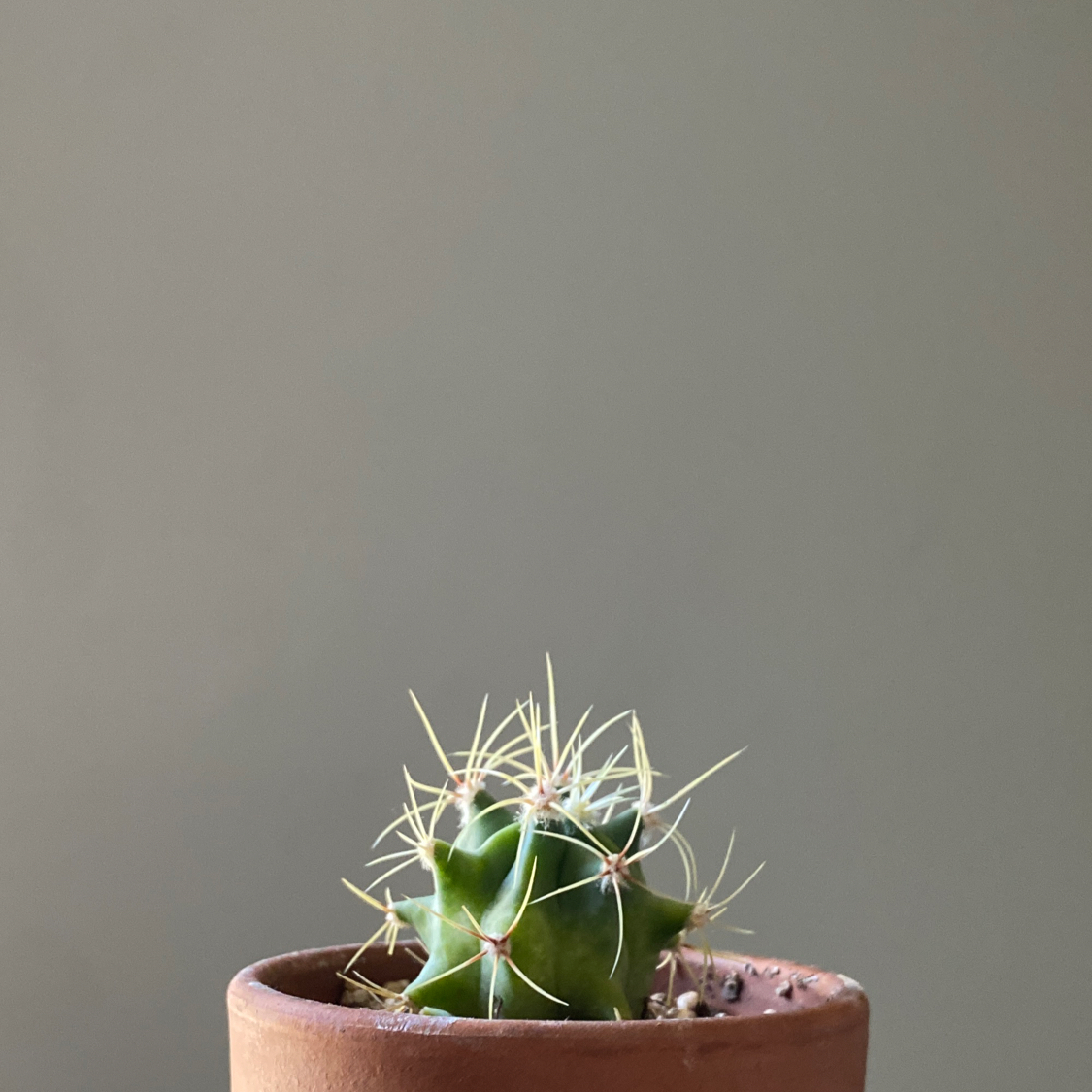 Photo of the plant species Sonora Barrel by @Magpyy named Ferocactus on Greg, the plant care app