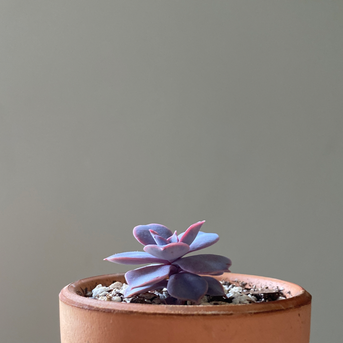 Photo of the plant species Echeveria 'Afterglow' by @Magpyy named Echeveria Afterglow on Greg, the plant care app
