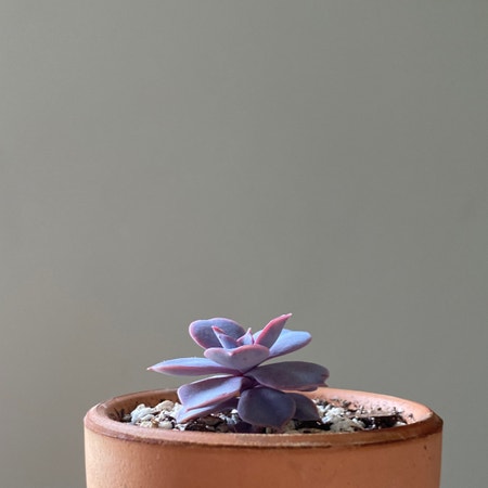 Photo of the plant species Echeveria 'Afterglow' by Magpyy named Echeveria Afterglow on Greg, the plant care app
