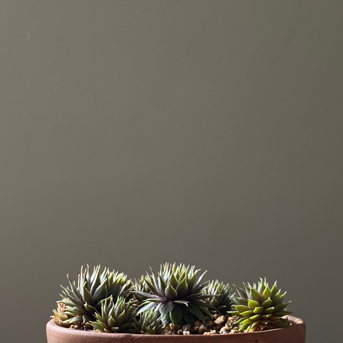 Photo of the plant species Sempervivum 'Red Lion' by @Magpyy named Sempervivum ‘Red Lion’ on Greg, the plant care app