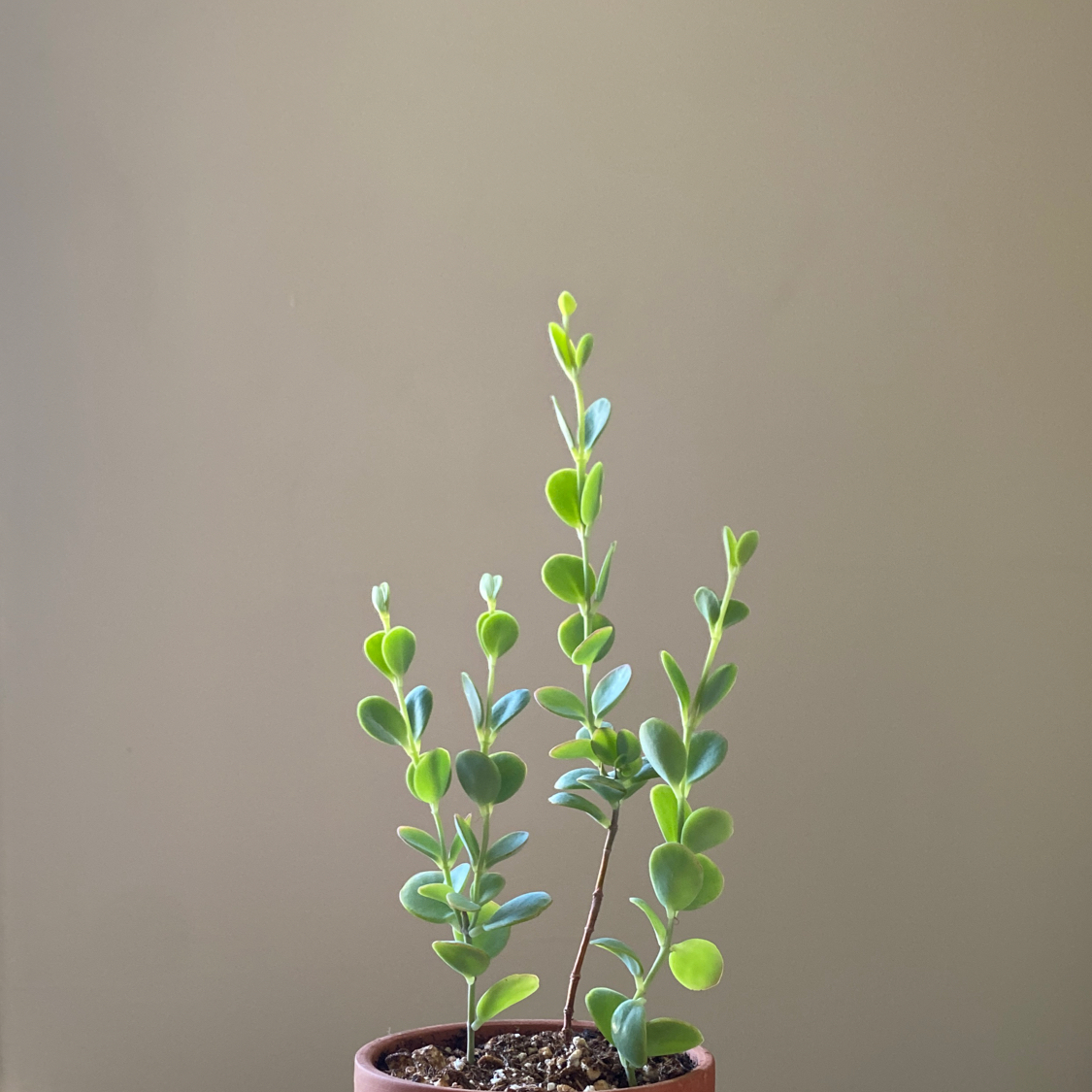 Potted Marnier's Kalanchoe plant with green leaves against a plain background.