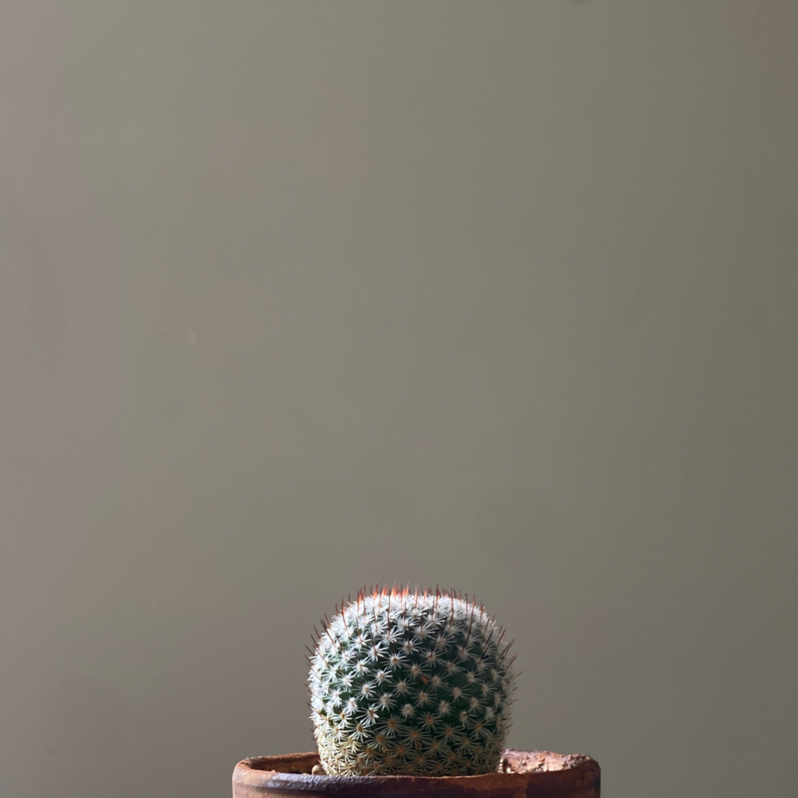 Photo of the plant species Mammillaria perbella by @Magpyy named Your plant on Greg, the plant care app