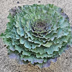 Wild Cabbage plant