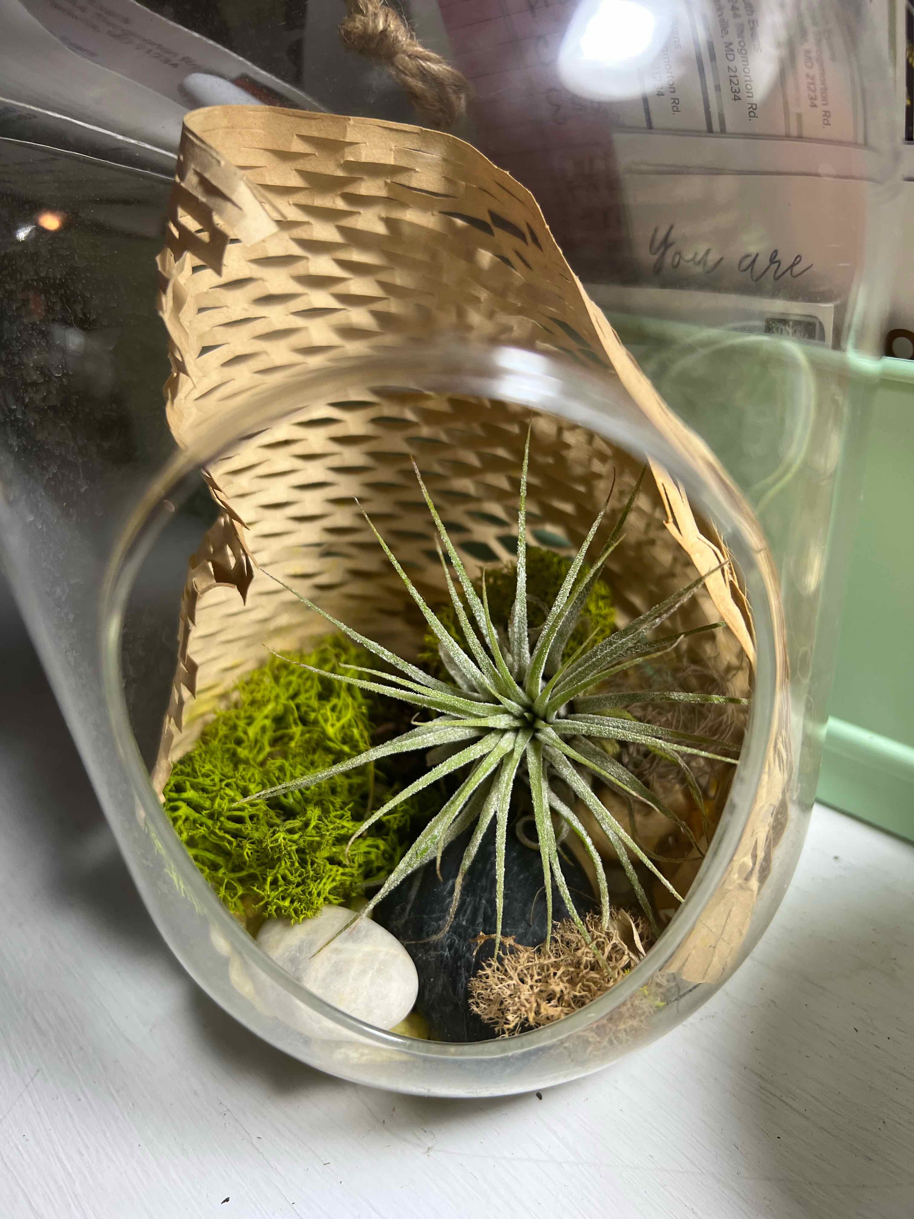 Narrow Leaf Century Plant in a glass container with moss and decorative stones.