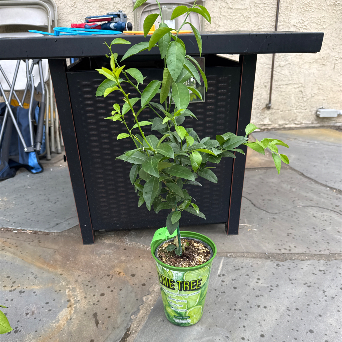Photo of the plant species Key Lime Tree by @serenekayla named Margarita on Greg, the plant care app