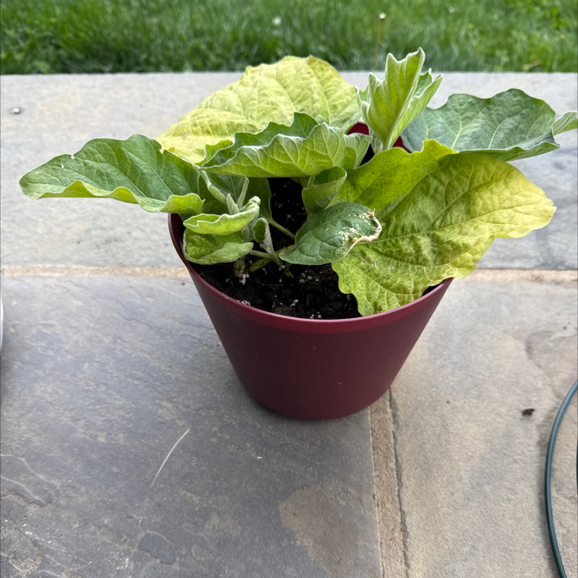 Photo of the plant species Eggplant by @serenekayla named Bigleef Smalls on Greg, the plant care app