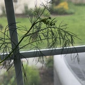Photo of the plant species Dill by @serenekayla named Homer on Greg, the plant care app